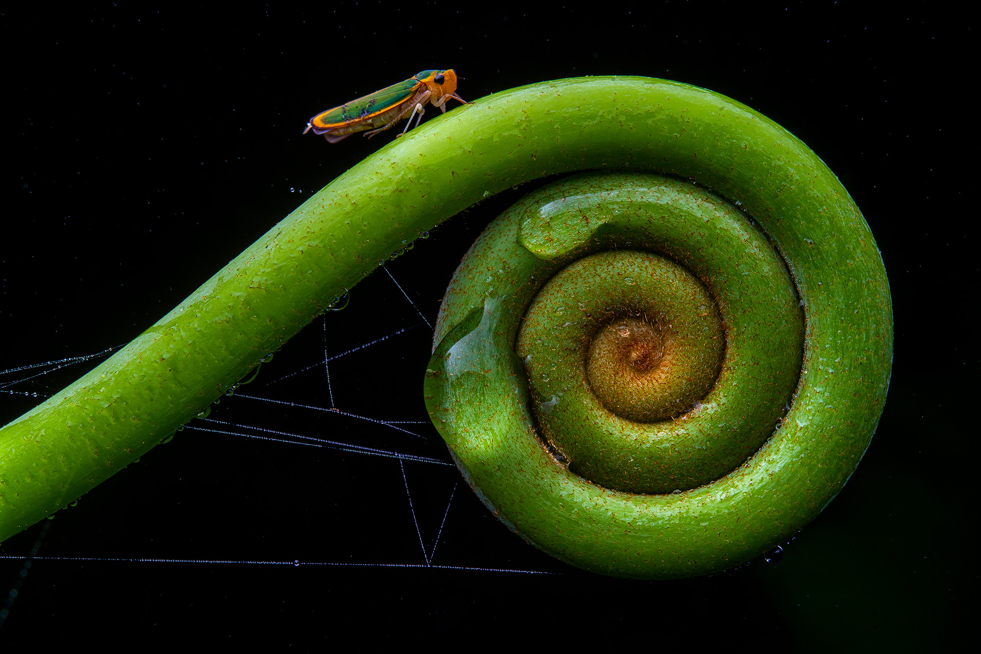 Shoot Insect Javier Aznar | How I Shoot | Insect Photography