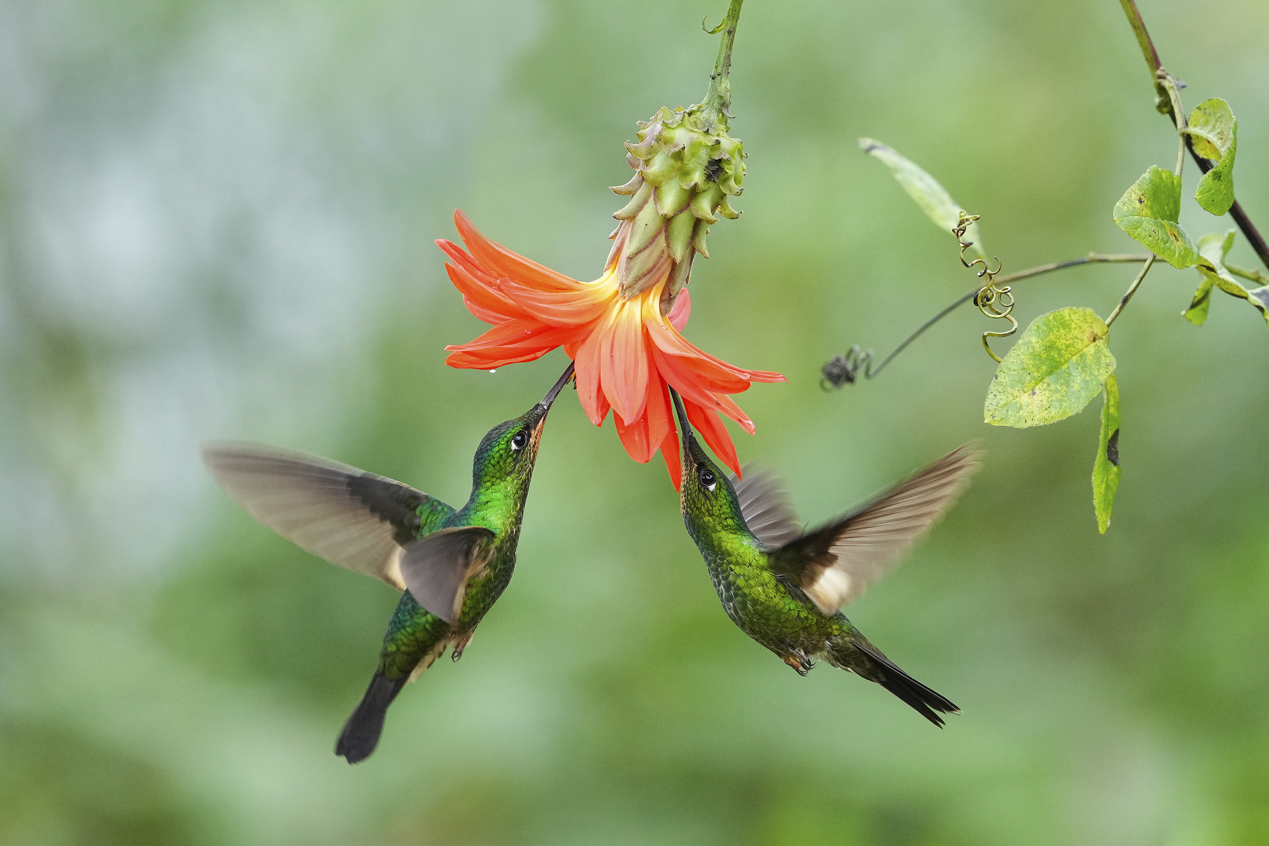 Colibr Dell Ecuador