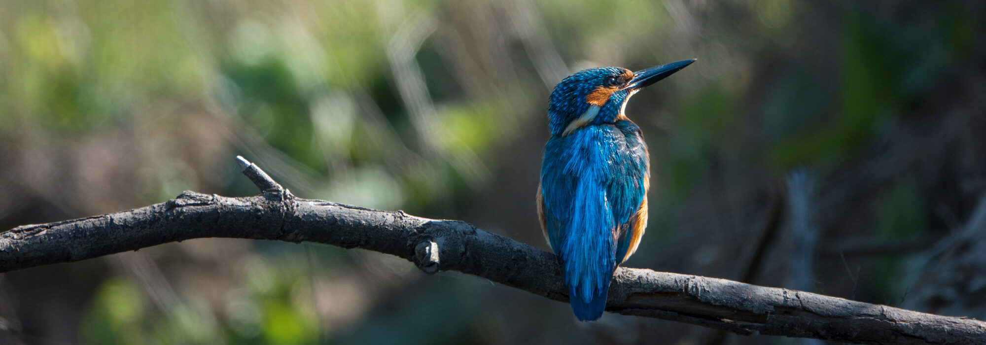 Kaisa Lappalainen | Zo licht als een veertje