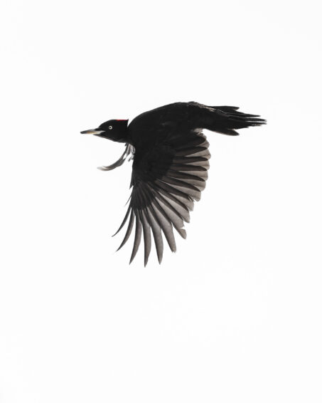 A Year of Wildlife with the FE 400mm f/2.8 GM OSS