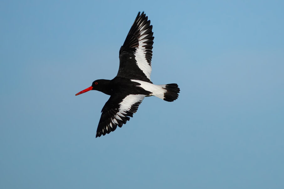 eurasischer austernfischer im flug