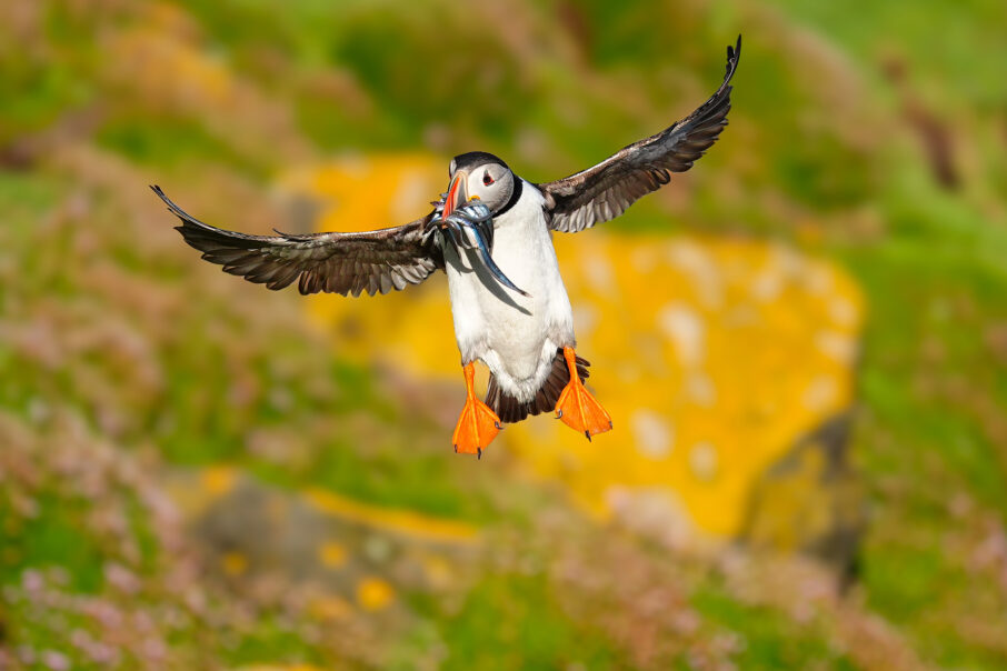 ein papageitaucher im flug mit fischen im schnabel