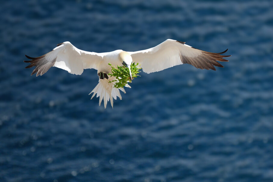 möwe mit blättern im schnabel