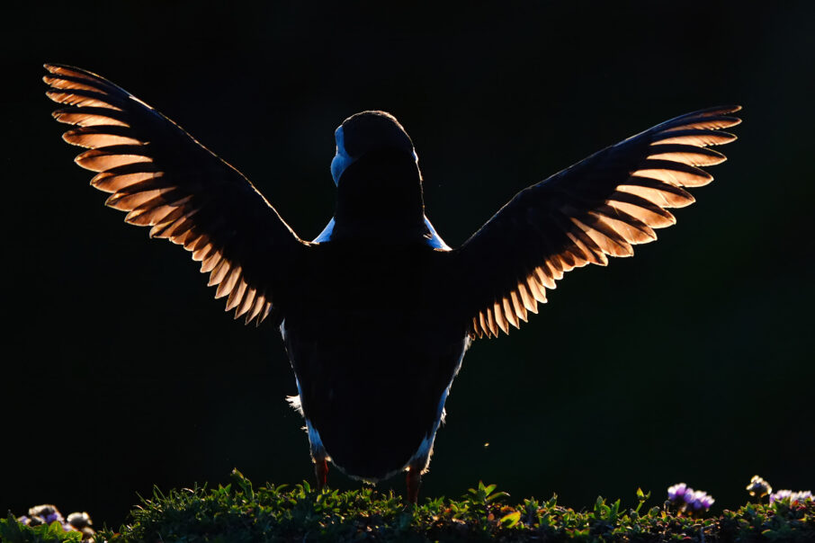 papageientaucher in silhouette